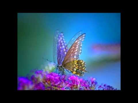 butterfly images