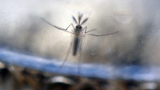 São Paulo registra 3 mortes confirmadas por febre amarela