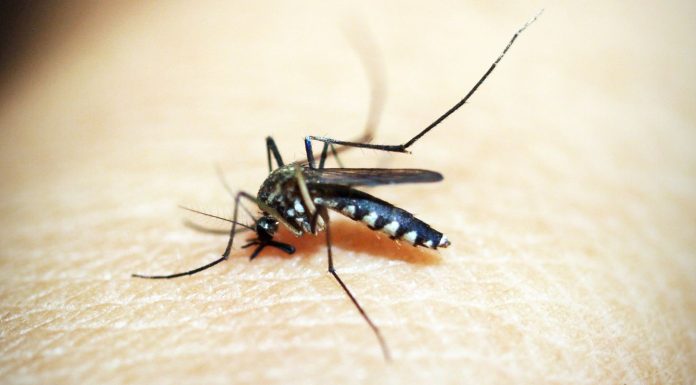 Brasil tem mais de 6,5 milhões casos prováveis de dengue este ano